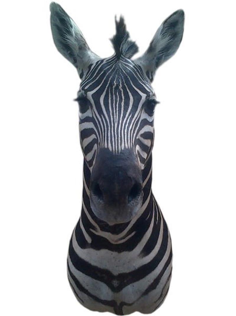 Zebra Shoulder Mount #Z001 - Image 3