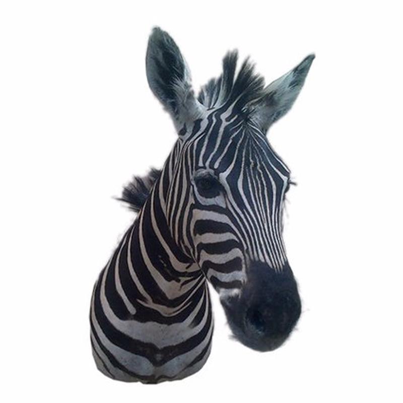 Zebra Shoulder Mount #Z001