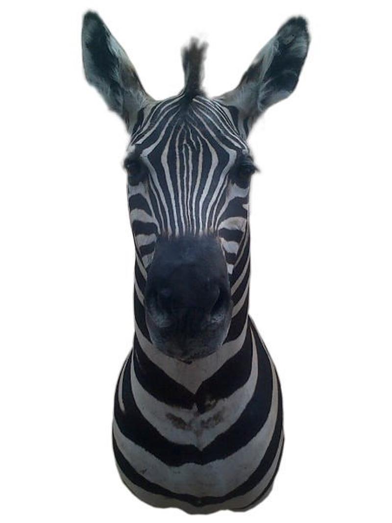 Zebra Shoulder Mount #Z002 - Image 2