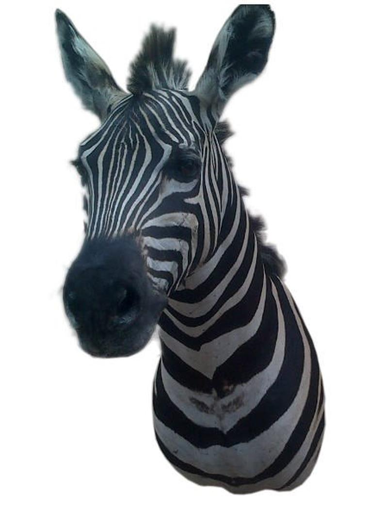 Zebra Shoulder Mount #Z002 - Image 3