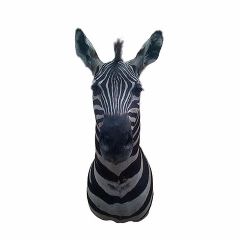 Zebra Shoulder Mount #Z002