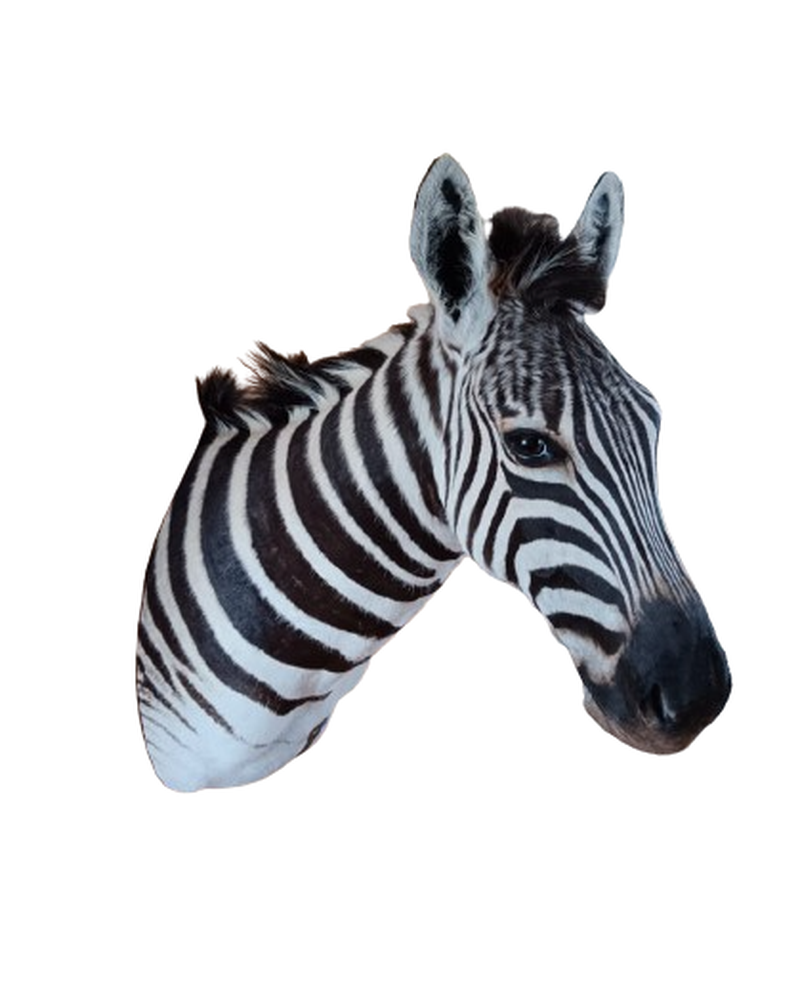 Zebra Shoulder Mount - ZSM 04