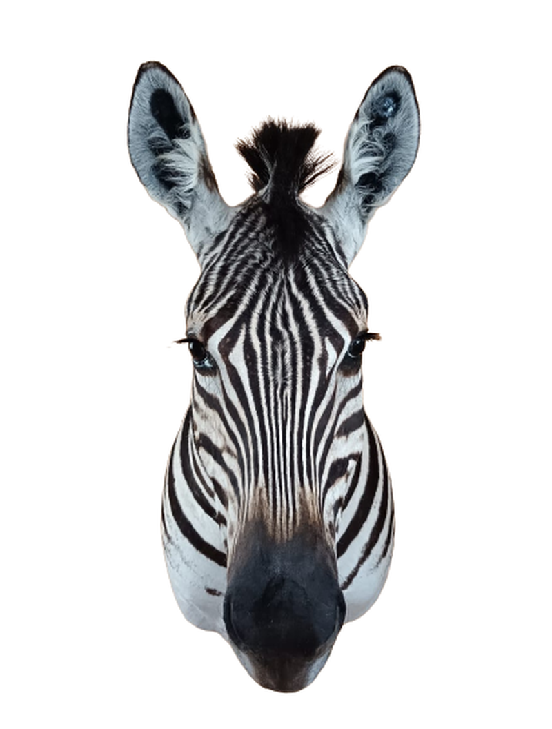Zebra Shoulder Mount - ZSM 5