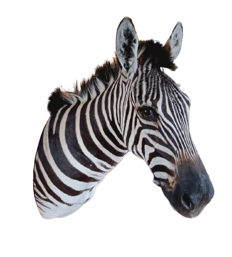 Zebra Shoulder Mount - ZSM 06 - Image 2