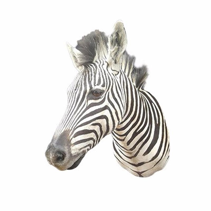 Zebra Shoulder Mount ZSM02 - Image 3