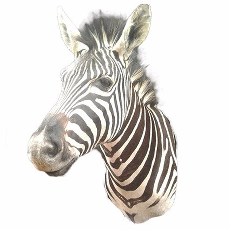 Zebra Shoulder Mount ZSM03 - Image 3