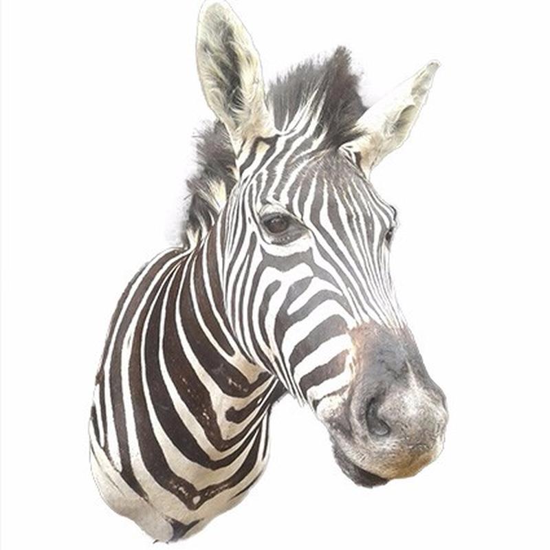 Zebra Shoulder Mount ZSM03