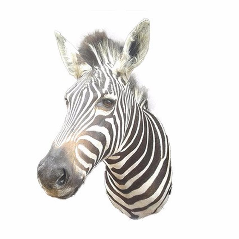 Zebra Shoulder Mount ZSM05 - Image 4