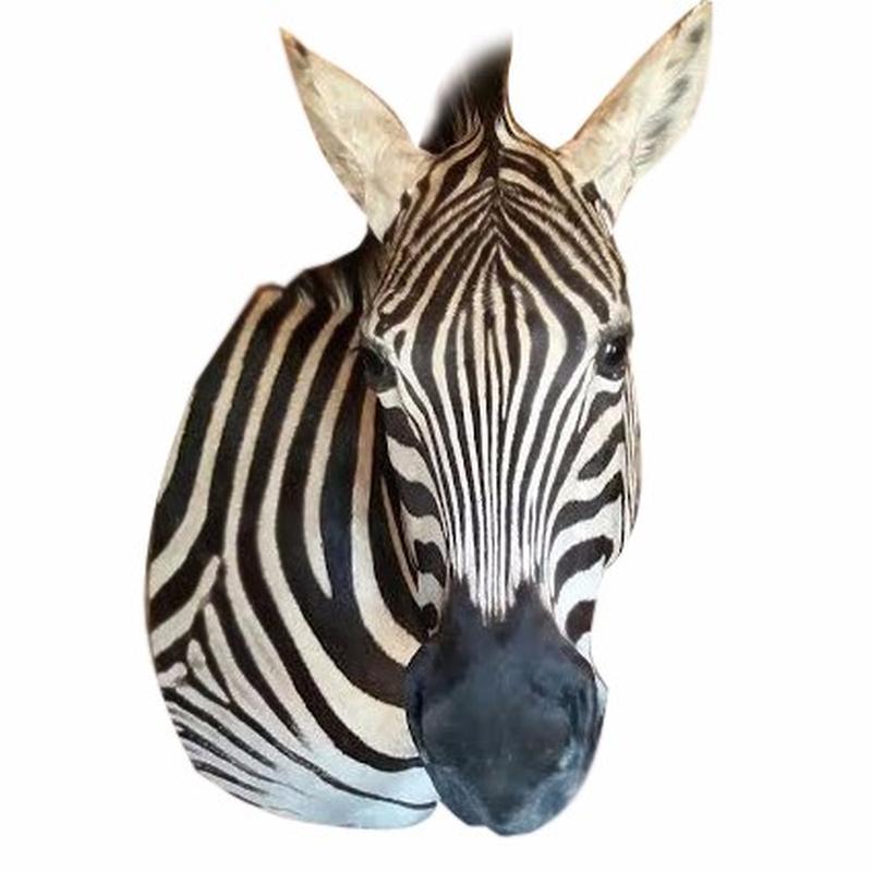 Zebra Shoulder Mount - ZSM06