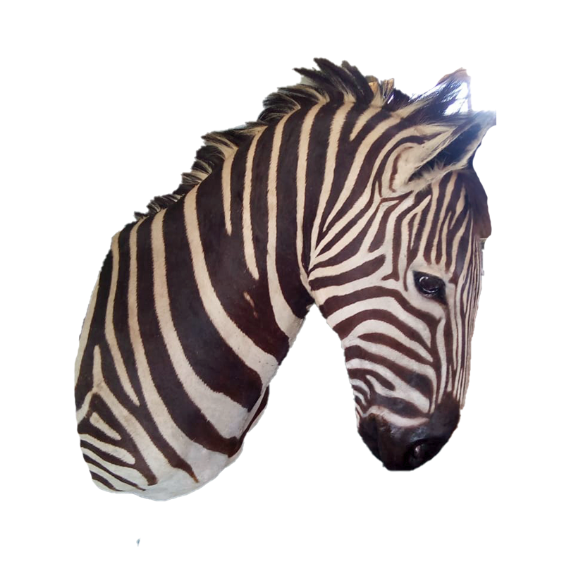 Zebra Shoulder Mount - ZSM104 - Image 2