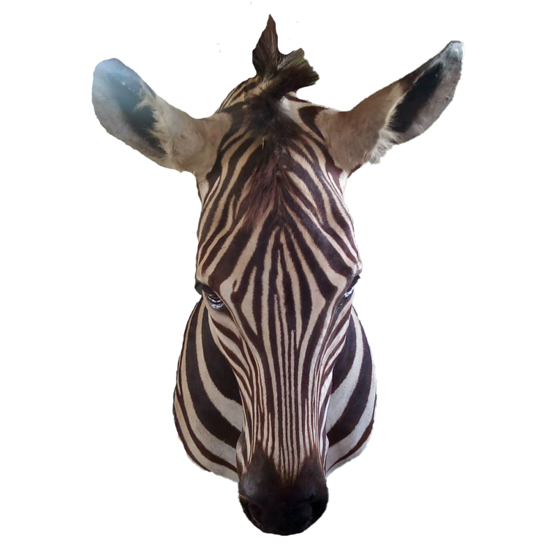 Zebra Shoulder Mount - ZSM104 - Image 3