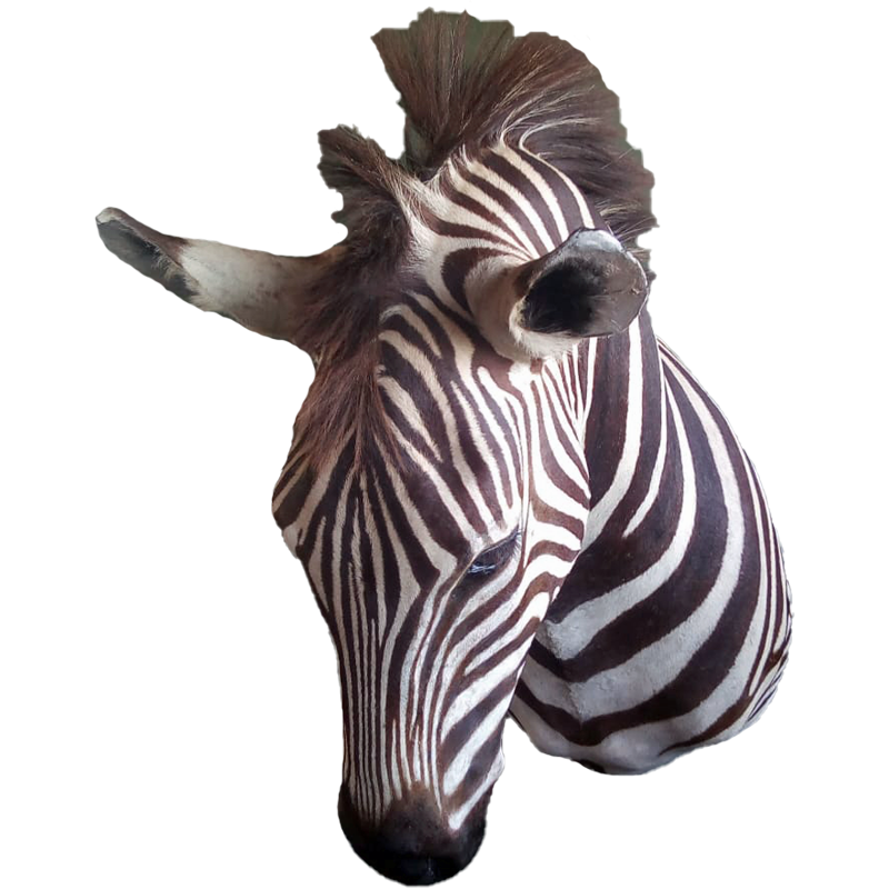 Zebra Shoulder Mount - ZSM104 - Image 5