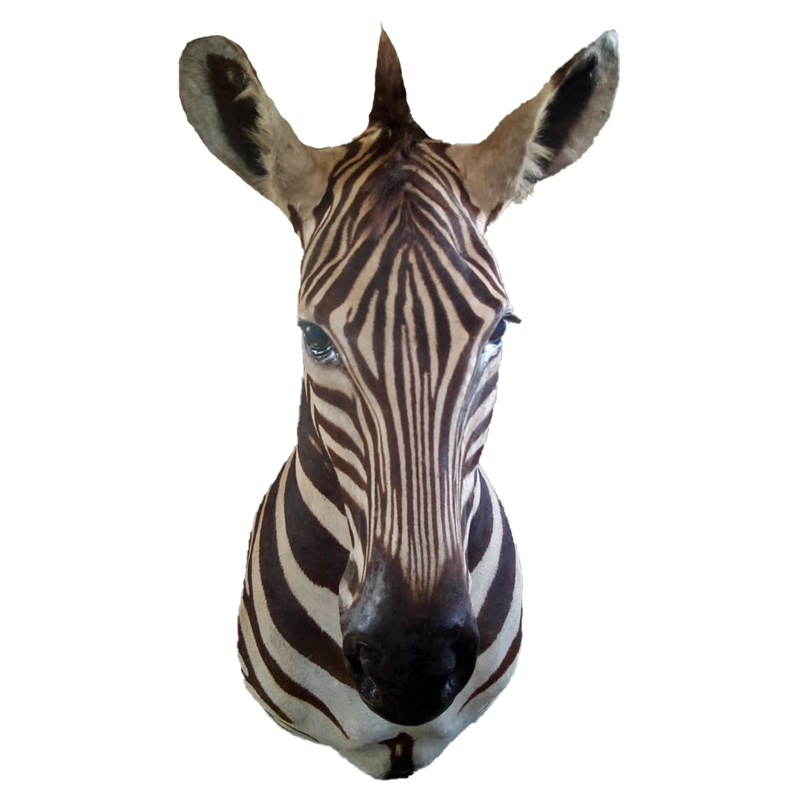 Zebra Shoulder Mount - ZSM104