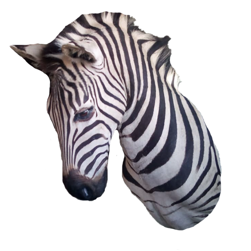 Zebra Shoulder Mount - ZSM105 - Image 2