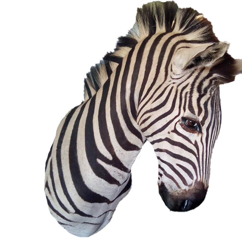 Zebra Shoulder Mount - ZSM105 - Image 4
