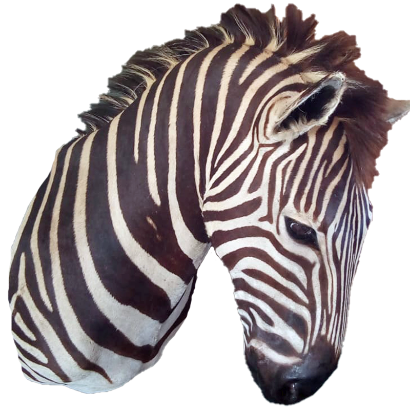 Zebra Shoulder Mount - ZSM105