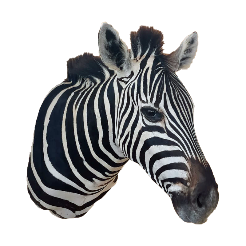 Zebra Shoulder Mount - ZSM106 - Image 2