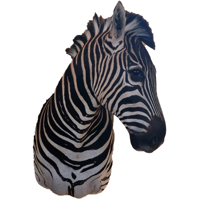 Zebra Shoulder Mount - ZSM108 - Image 2