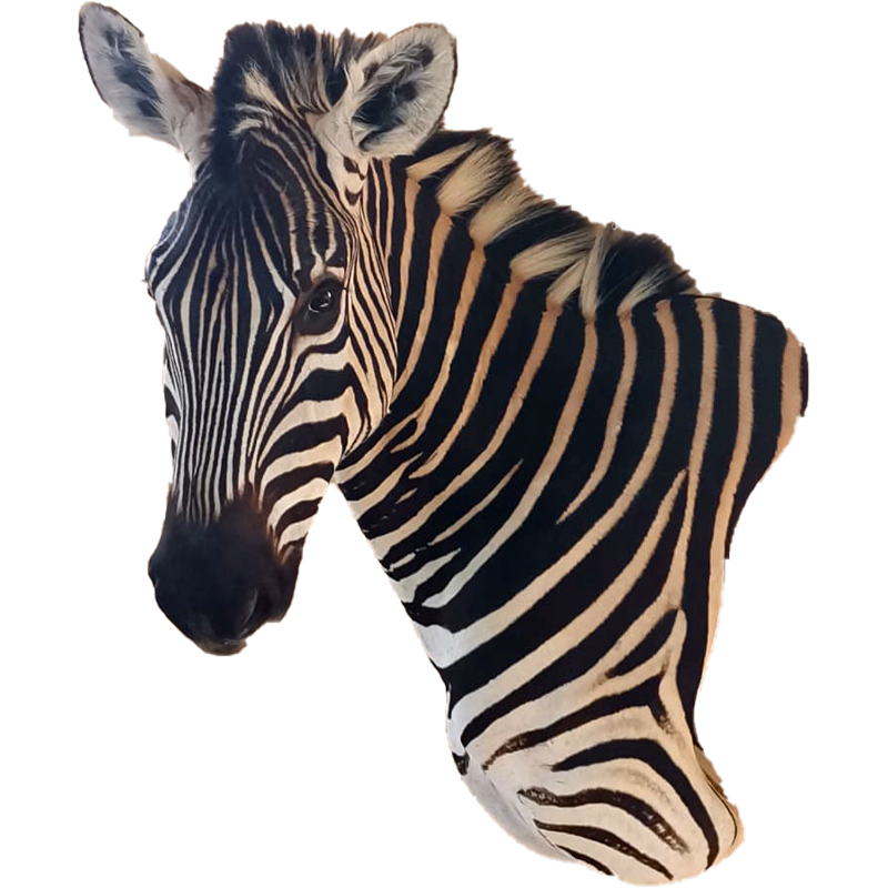 Zebra Shoulder Mount - ZSM108 - Image 3