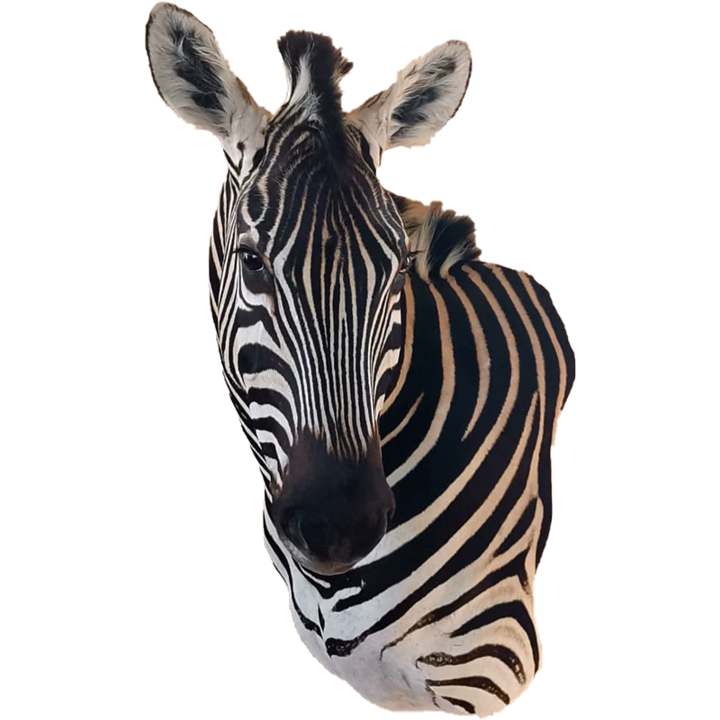 Zebra Shoulder Mount - ZSM108