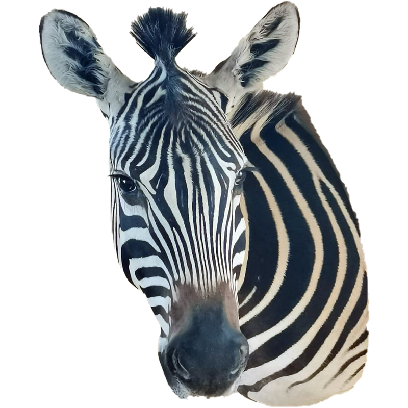 Zebra Shoulder Mount - ZSM109