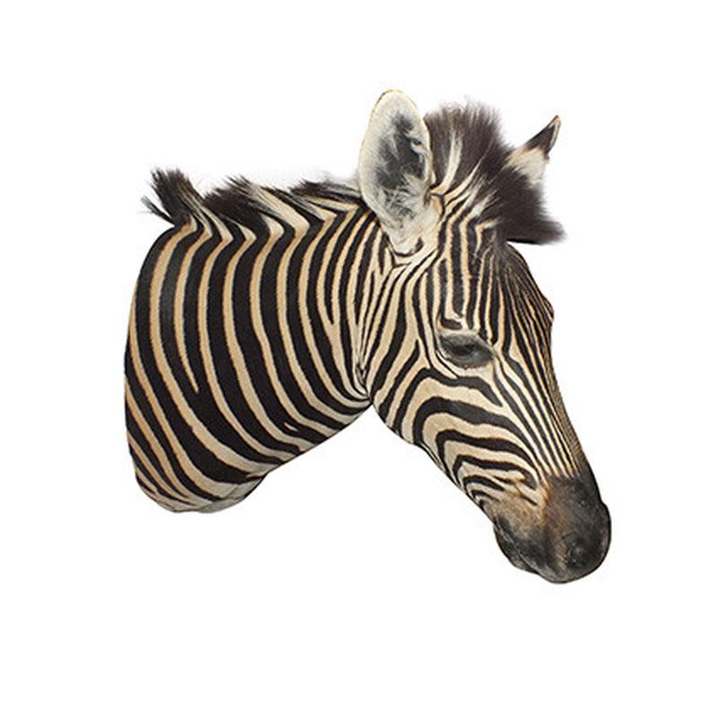 Zebra Shoulder Mount ZSM11 - Image 2