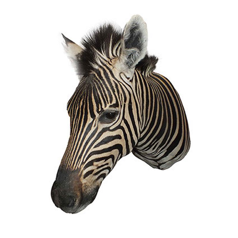 Zebra Shoulder Mount ZSM11 - Image 3