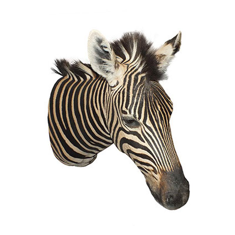 Zebra Shoulder Mount ZSM11 - Image 5