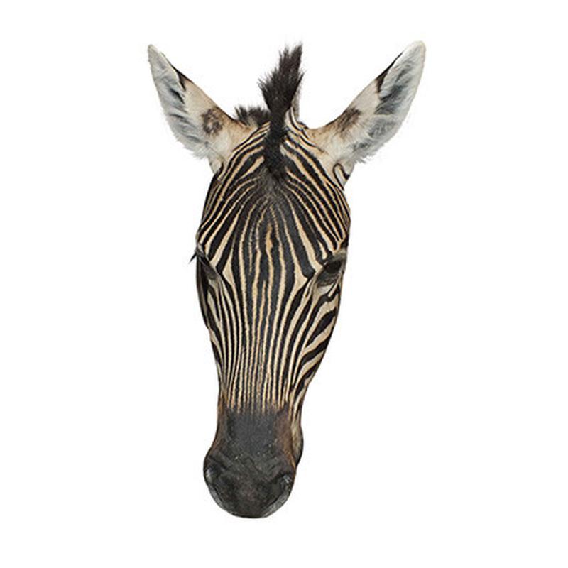 Zebra Shoulder Mount ZSM11 - Image 6
