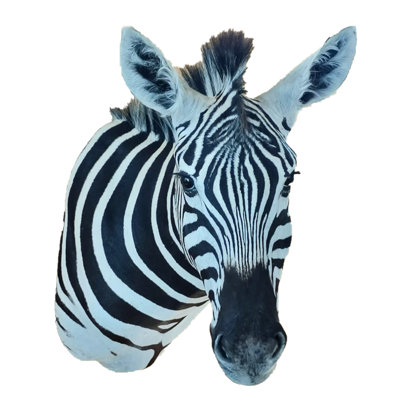 Zebra Shoulder Mount - ZSM111 - Image 2