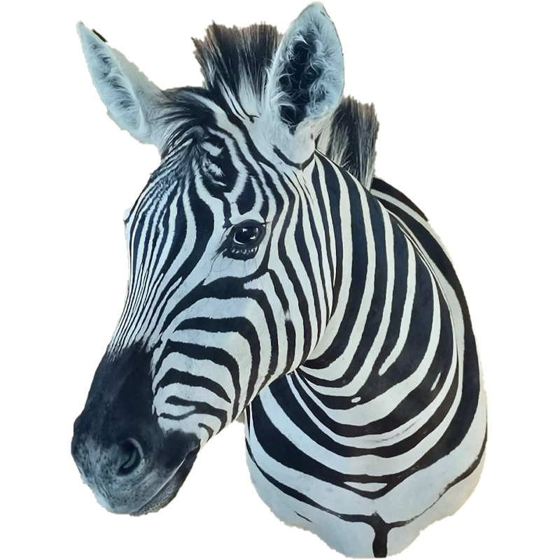 Zebra Shoulder Mount - ZSM111