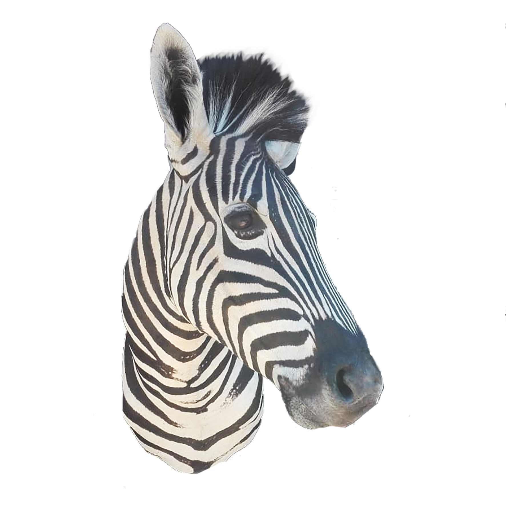 ZEBRA SHOULDER MOUNT ZSM157 - Image 2