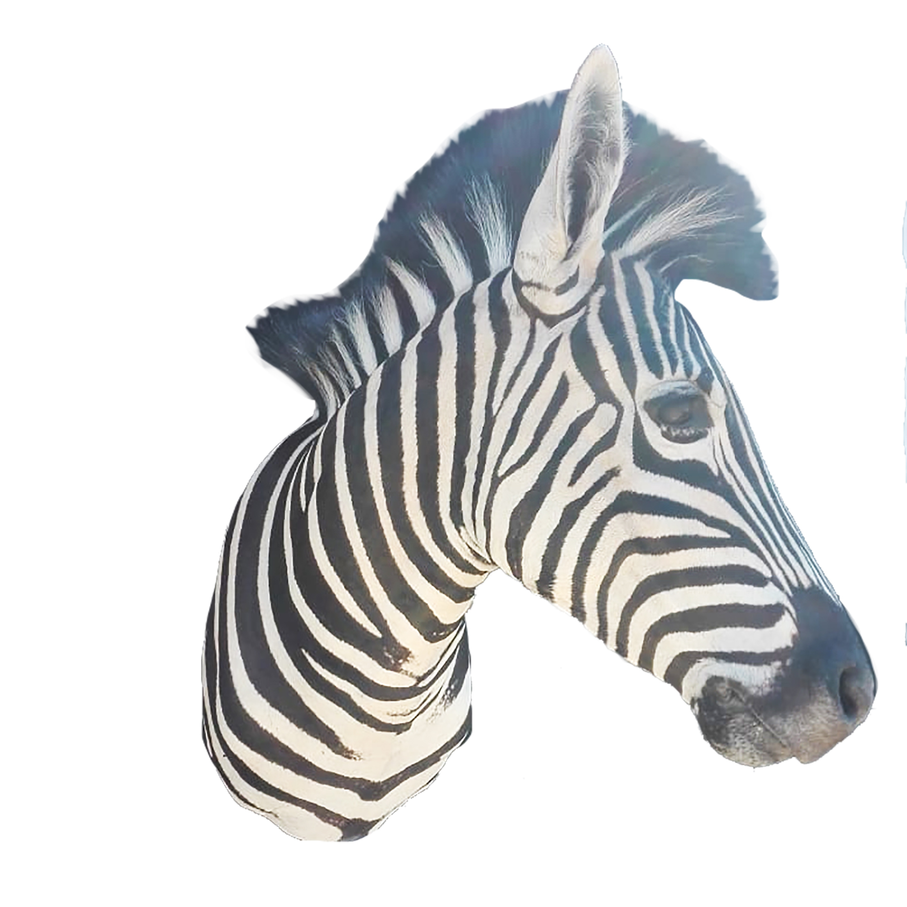 ZEBRA SHOULDER MOUNT ZSM157 - Image 4