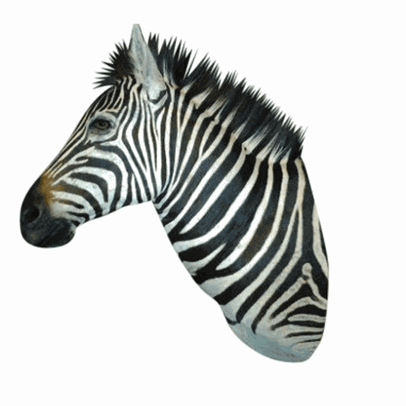 Zebra Shoulder Mount - ZSM_07