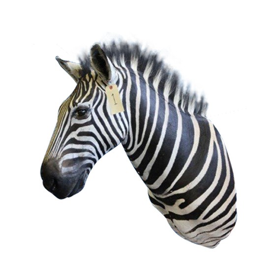 Zebra Shoulder Mount ZSMA1 - Image 3