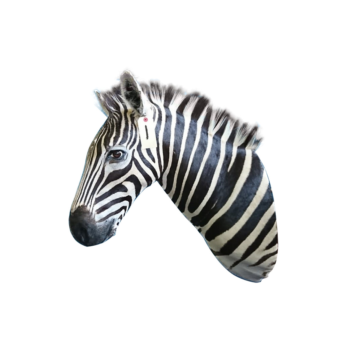 ZEBRA SHOULDER MOUNT ZSMA1
