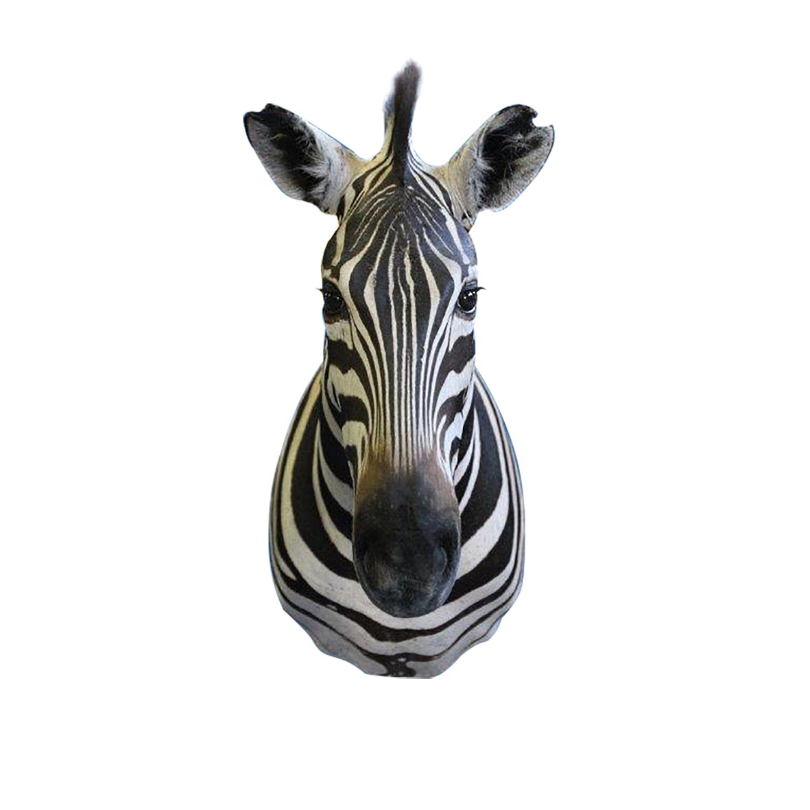 Zebra Shoulder Mount ZSMA2 - Image 2