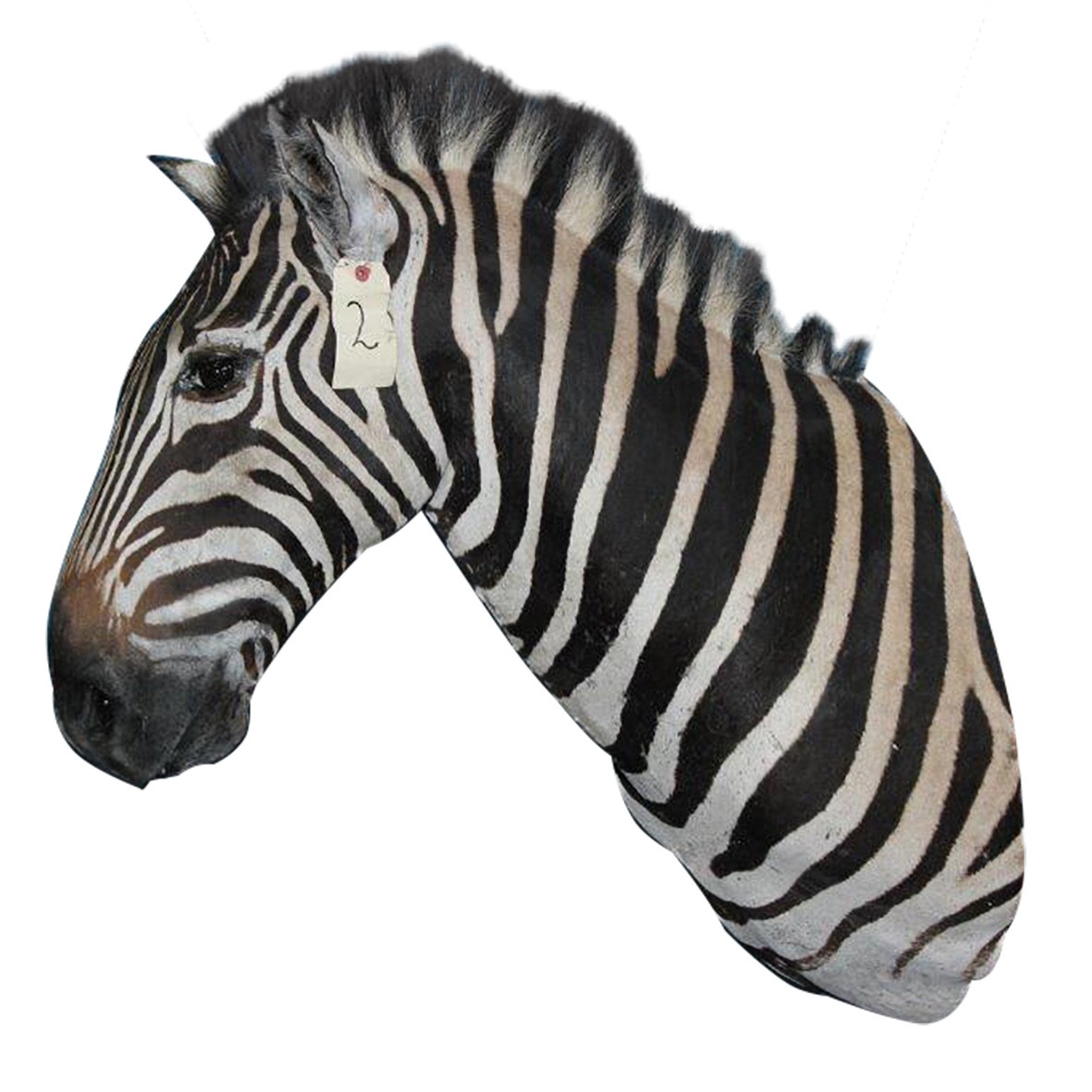 Zebra Shoulder Mount ZSMA2 - Image 3