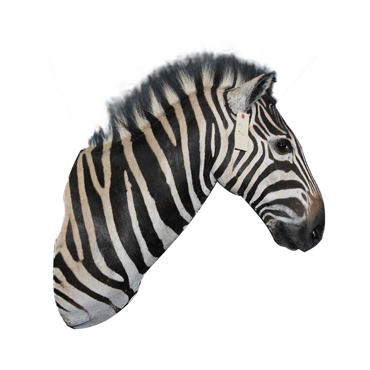 Zebra Shoulder Mount ZSMA2