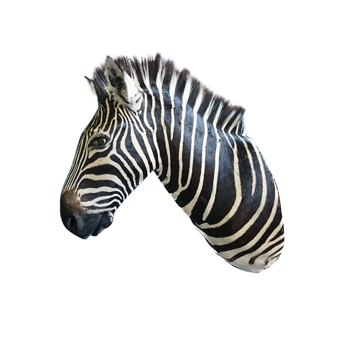 ZEBRA SHOULDER MOUNT ZSMA2