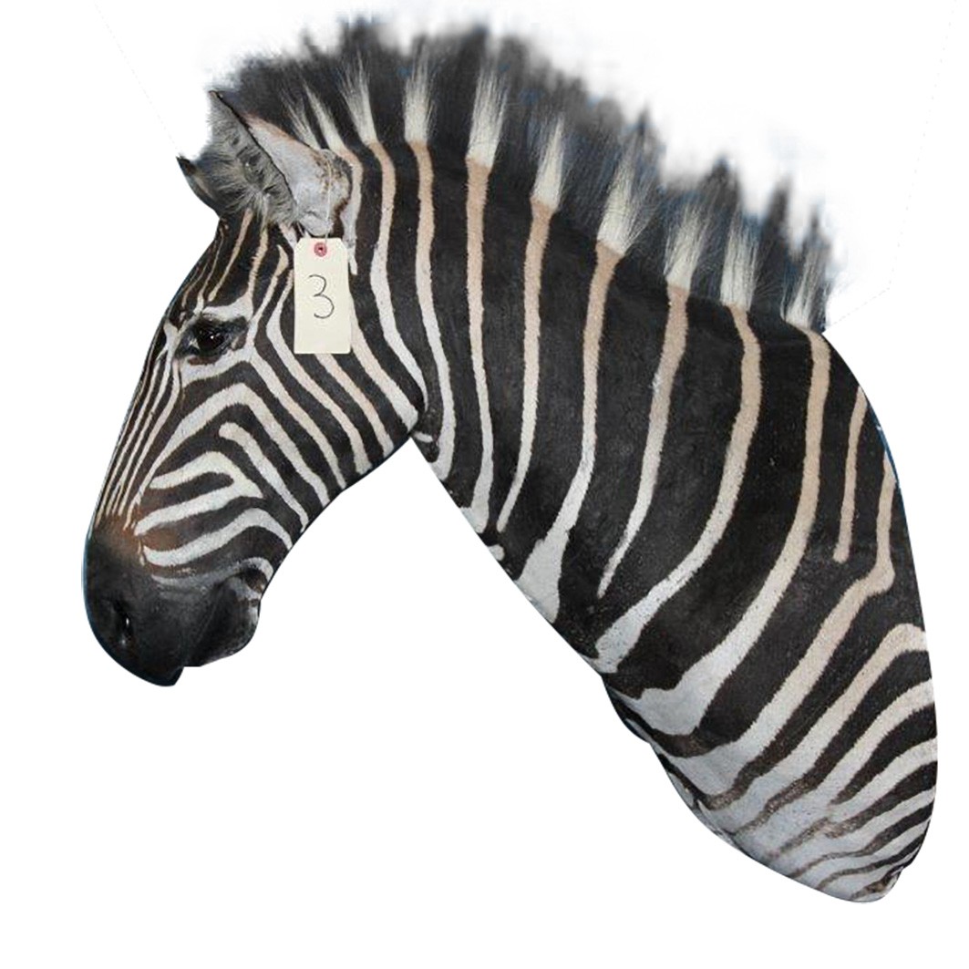 Zebra Shoulder Mount ZSMA3 - Image 3