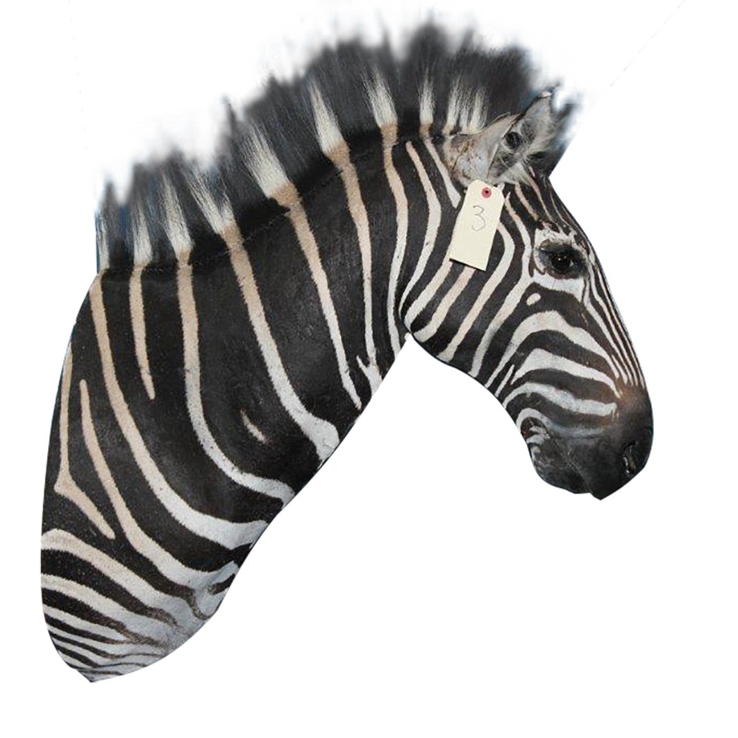 Zebra Shoulder Mount ZSMA3