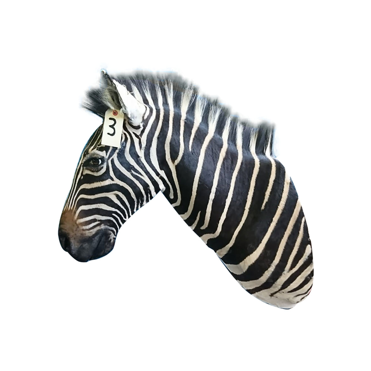 ZEBRA SHOULDER MOUNT ZSMA3