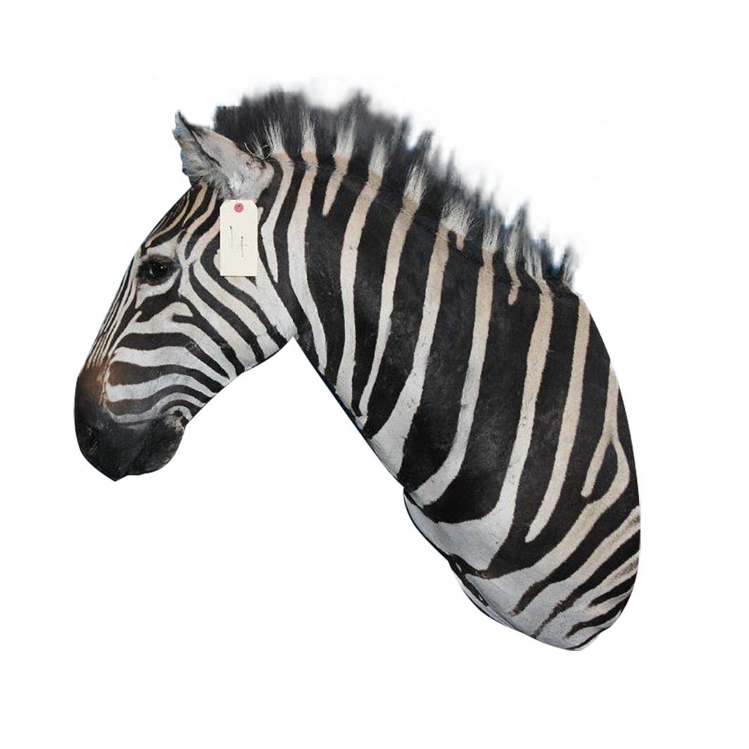 Zebra Shoulder Mount ZSMA4 - Image 4