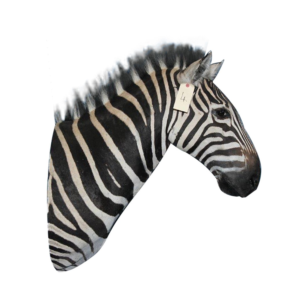 Zebra Shoulder Mount ZSMA4