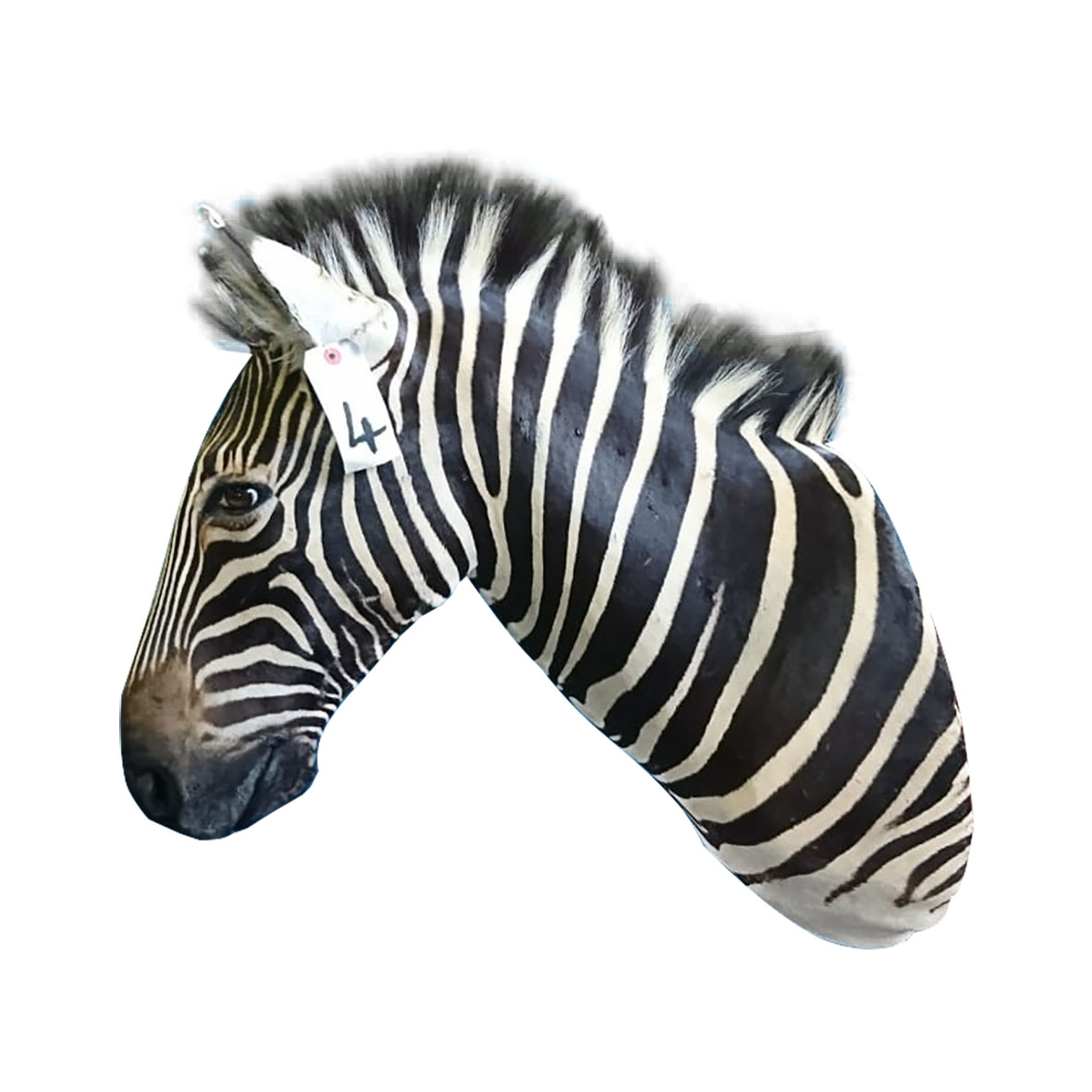 ZEBRA SHOULDER MOUNT ZSMA4