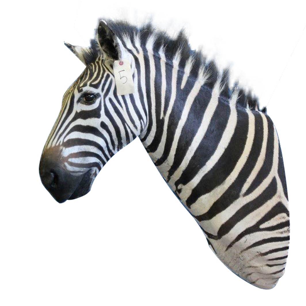 Zebra Shoulder Mount ZSMA5 - Image 3