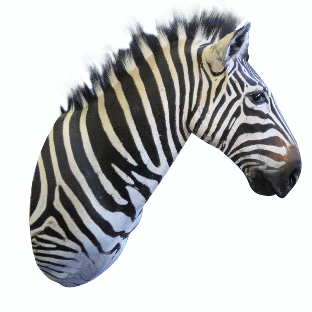 Zebra Shoulder Mount ZSMA5 - Image 4
