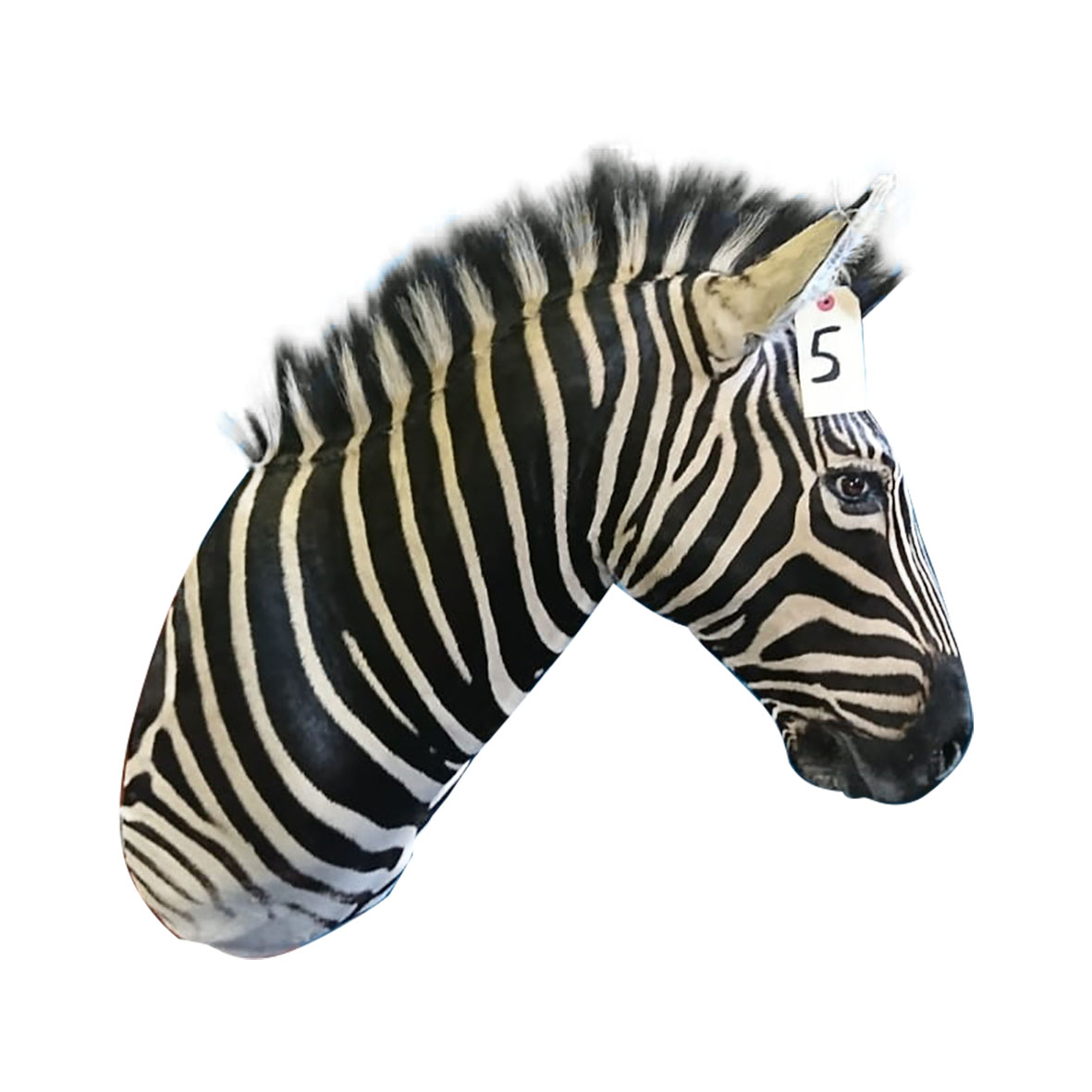 ZEBRA SHOULDER MOUNT ZSMA5