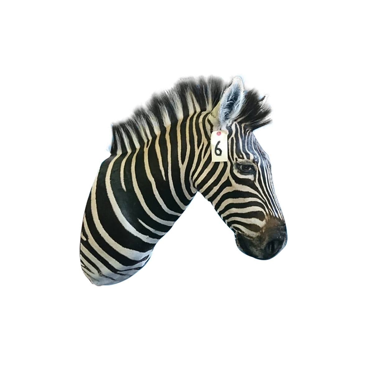 ZEBRA SHOULDER MOUNT ZSMA6